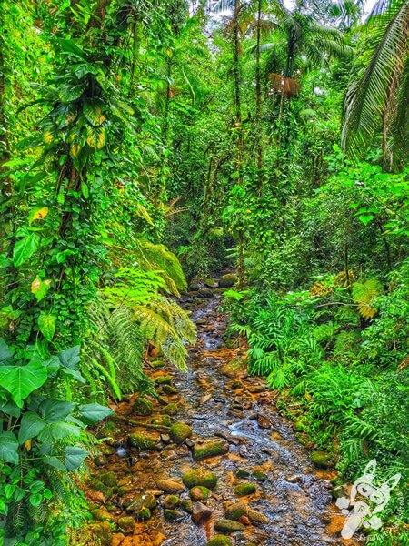 Ribeirão da Serra | Parque Estadual Carlos Botelho (PECB) Núcleo Sete Barras | Sete Barras - São Paulo - Brasil | FredLee Na Estrada Ribeirão da Serra | Parque Estadual Carlos Botelho (PECB) Núcleo Sete Barras | Sete Barras - São Paulo - Brasil | FredLee Na Estrada