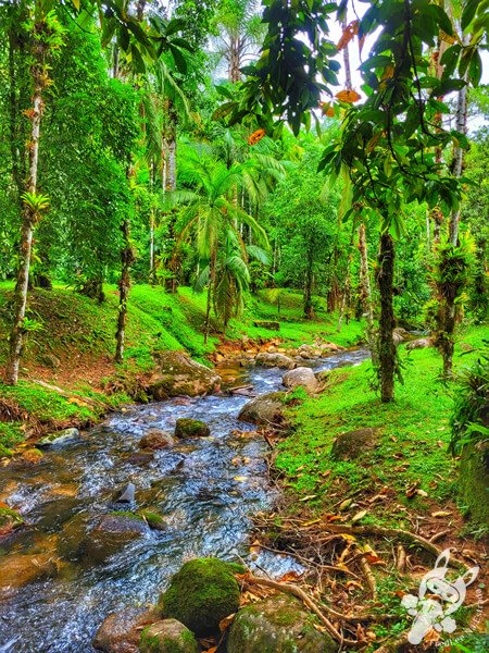 Remanso Ribeirão da Serra | Parque Estadual Carlos Botelho (PECB) Núcleo Sete Barras | Sete Barras - São Paulo - Brasil | FredLee Na Estrada Remanso Ribeirão da Serra | Parque Estadual Carlos Botelho (PECB) Núcleo Sete Barras | Sete Barras - São Paulo - Brasil | FredLee Na Estrada