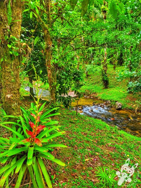 Remanso Ribeirão da Serra | Parque Estadual Carlos Botelho (PECB) Núcleo Sete Barras | Sete Barras - São Paulo - Brasil | FredLee Na Estrada Remanso Ribeirão da Serra | Parque Estadual Carlos Botelho (PECB) Núcleo Sete Barras | Sete Barras - São Paulo - Brasil | FredLee Na Estrada