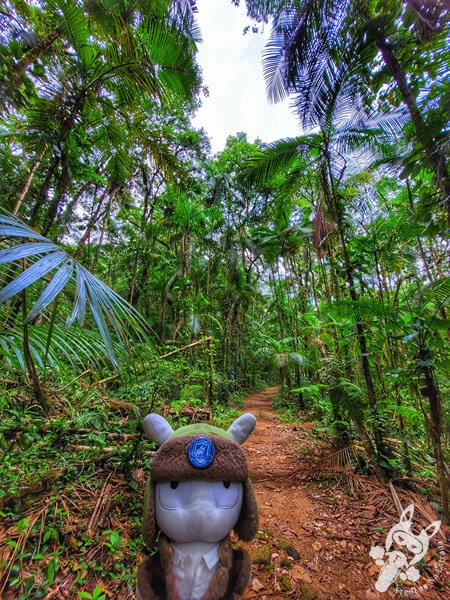Trilha da Figueira | Parque Estadual Carlos Botelho (PECB) Núcleo Sete Barras | Sete Barras - São Paulo - Brasil | FredLee Na Estrada Trilha da Figueira | Parque Estadual Carlos Botelho (PECB) Núcleo Sete Barras | Sete Barras - São Paulo - Brasil | FredLee Na Estrada