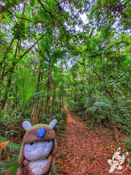 Trilha da Figueira | Parque Estadual Carlos Botelho (PECB) Núcleo Sete Barras | Sete Barras - São Paulo - Brasil | FredLee Na Estrada Trilha da Figueira | Parque Estadual Carlos Botelho (PECB) Núcleo Sete Barras | Sete Barras - São Paulo - Brasil | FredLee Na Estrada