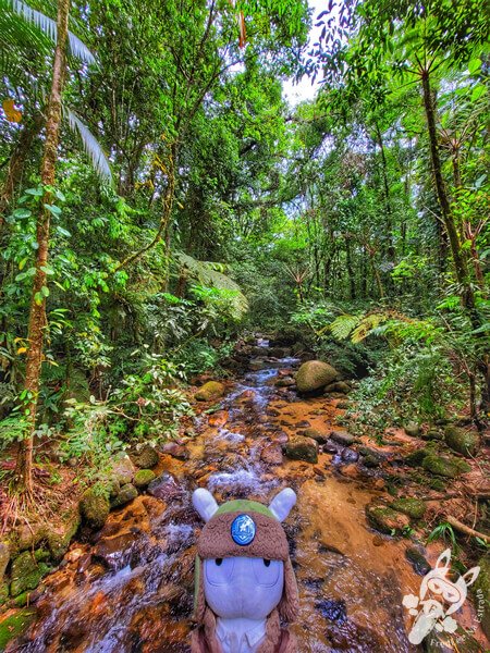Remanso Ribeirão da Serra - Trilha da Figueira | Parque Estadual Carlos Botelho (PECB) Núcleo Sete Barras | Sete Barras - São Paulo - Brasil | FredLee Na Estrada Remanso Ribeirão da Serra - Trilha da Figueira | Parque Estadual Carlos Botelho (PECB) Núcleo Sete Barras | Sete Barras - São Paulo - Brasil | FredLee Na Estrada