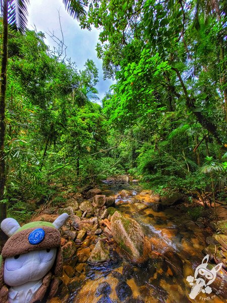 Remanso Ribeirão da Serra - Trilha da Figueira | Parque Estadual Carlos Botelho (PECB) Núcleo Sete Barras | Sete Barras - São Paulo - Brasil | FredLee Na Estrada Remanso Ribeirão da Serra - Trilha da Figueira | Parque Estadual Carlos Botelho (PECB) Núcleo Sete Barras | Sete Barras - São Paulo - Brasil | FredLee Na Estrada