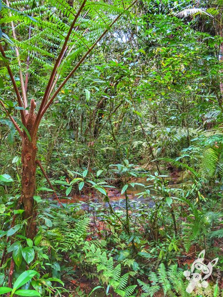 Trilha da Figueira | Parque Estadual Carlos Botelho (PECB) Núcleo Sete Barras | Sete Barras - São Paulo - Brasil | FredLee Na Estrada Trilha da Figueira | Parque Estadual Carlos Botelho (PECB) Núcleo Sete Barras | Sete Barras - São Paulo - Brasil | FredLee Na Estrada