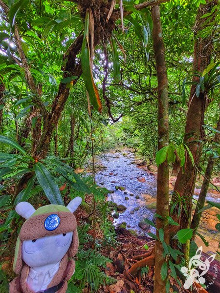 Remanso Ribeirão da Serra - Trilha da Figueira | Parque Estadual Carlos Botelho (PECB) Núcleo Sete Barras | Sete Barras - São Paulo - Brasil | FredLee Na Estrada Remanso Ribeirão da Serra - Trilha da Figueira | Parque Estadual Carlos Botelho (PECB) Núcleo Sete Barras | Sete Barras - São Paulo - Brasil | FredLee Na Estrada