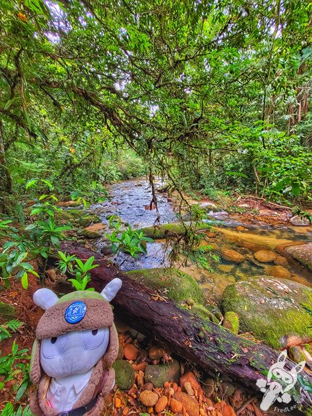 Remanso Ribeirão da Serra - Trilha da Figueira | Parque Estadual Carlos Botelho (PECB) Núcleo Sete Barras | Sete Barras - São Paulo - Brasil | FredLee Na Estrada Remanso Ribeirão da Serra - Trilha da Figueira | Parque Estadual Carlos Botelho (PECB) Núcleo Sete Barras | Sete Barras - São Paulo - Brasil | FredLee Na Estrada