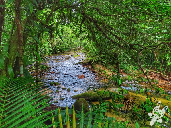 Remanso Ribeirão da Serra - Trilha da Figueira | Parque Estadual Carlos Botelho (PECB) Núcleo Sete Barras | Sete Barras - São Paulo - Brasil | FredLee Na Estrada Remanso Ribeirão da Serra - Trilha da Figueira | Parque Estadual Carlos Botelho (PECB) Núcleo Sete Barras | Sete Barras - São Paulo - Brasil | FredLee Na Estrada