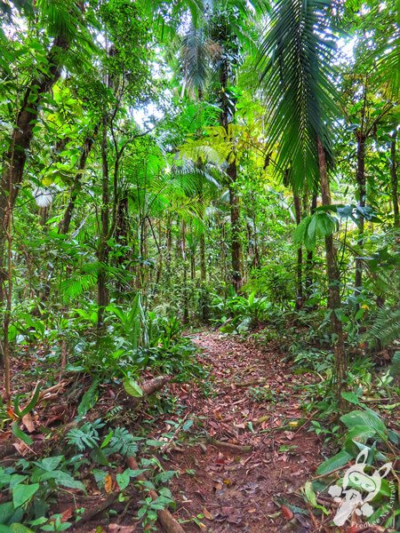Trilha da Figueira | Parque Estadual Carlos Botelho (PECB) Núcleo Sete Barras | Sete Barras - São Paulo - Brasil | FredLee Na Estrada Trilha da Figueira | Parque Estadual Carlos Botelho (PECB) Núcleo Sete Barras | Sete Barras - São Paulo - Brasil | FredLee Na Estrada