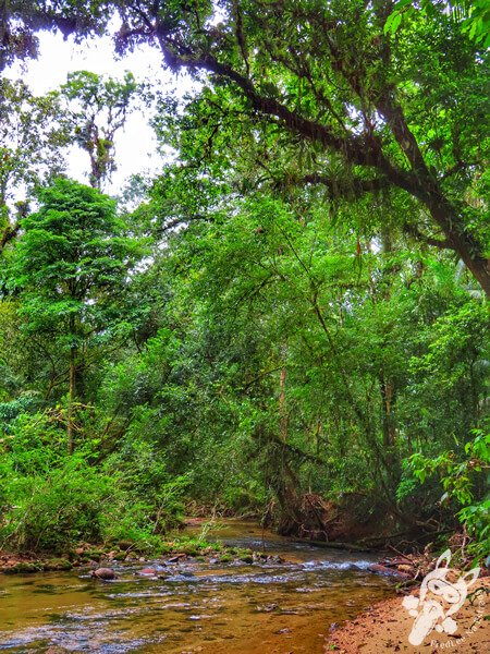 Trilha da Figueira | Parque Estadual Carlos Botelho (PECB) Núcleo Sete Barras | Sete Barras - São Paulo - Brasil | FredLee Na Estrada Trilha da Figueira | Parque Estadual Carlos Botelho (PECB) Núcleo Sete Barras | Sete Barras - São Paulo - Brasil | FredLee Na Estrada