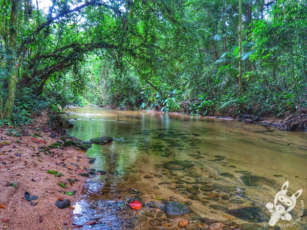 Trilha da Figueira | Parque Estadual Carlos Botelho (PECB) Núcleo Sete Barras | Sete Barras - São Paulo - Brasil | FredLee Na Estrada Trilha da Figueira | Parque Estadual Carlos Botelho (PECB) Núcleo Sete Barras | Sete Barras - São Paulo - Brasil | FredLee Na Estrada