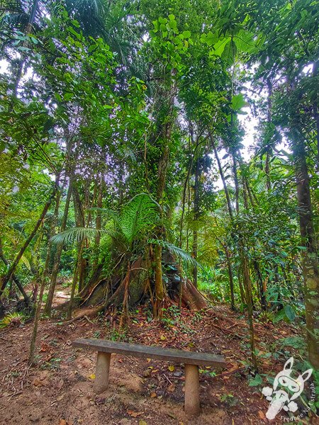 Trilha da Figueira | Parque Estadual Carlos Botelho (PECB) Núcleo Sete Barras | Sete Barras - São Paulo - Brasil | FredLee Na Estrada Trilha da Figueira | Parque Estadual Carlos Botelho (PECB) Núcleo Sete Barras | Sete Barras - São Paulo - Brasil | FredLee Na Estrada