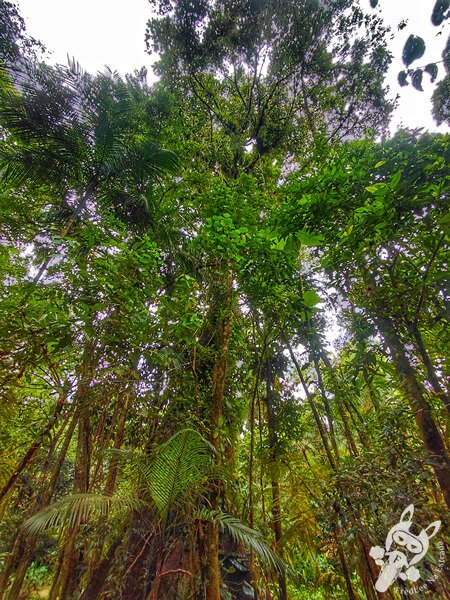 Trilha da Figueira | Parque Estadual Carlos Botelho (PECB) Núcleo Sete Barras | Sete Barras - São Paulo - Brasil | FredLee Na Estrada Trilha da Figueira | Parque Estadual Carlos Botelho (PECB) Núcleo Sete Barras | Sete Barras - São Paulo - Brasil | FredLee Na Estrada