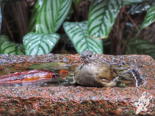 Sabiá-barranco no Hotel Passarim | Capão Bonito - São Paulo - Brasil | FredLee Na Estrada