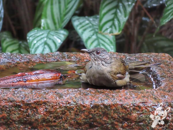 Sabiá-barranco no Hotel Passarim | Capão Bonito - São Paulo - Brasil | FredLee Na Estrada