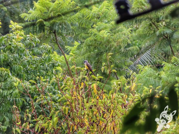 Suiriri no Hotel Passarim | Capão Bonito - São Paulo - Brasil | FredLee Na Estrada