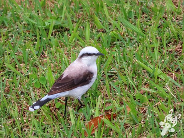 Lavadeira-mascarada no Hotel Passarim | Capão Bonito - São Paulo - Brasil | FredLee Na Estrada