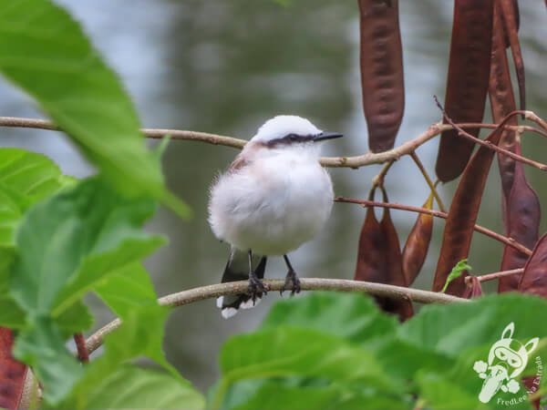 Lavadeira-mascarada no Hotel Passarim | Capão Bonito - São Paulo - Brasil | FredLee Na Estrada