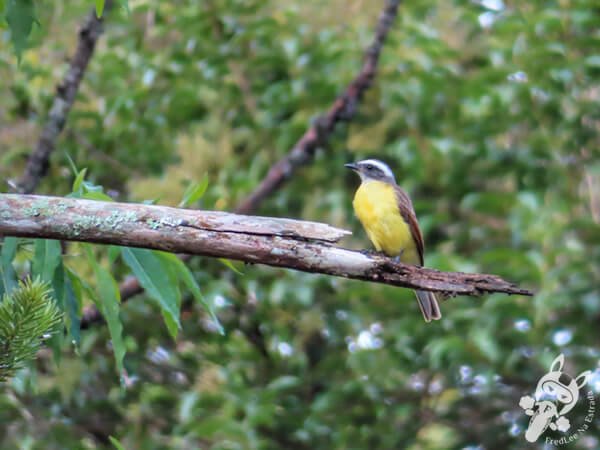 Bentevizinho-de-penacho-vermelho no Hotel Passarim | Capão Bonito - São Paulo - Brasil | FredLee Na Estrada