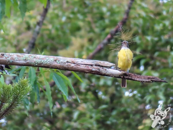 Bentevizinho-de-penacho-vermelho no Hotel Passarim | Capão Bonito - São Paulo - Brasil | FredLee Na Estrada