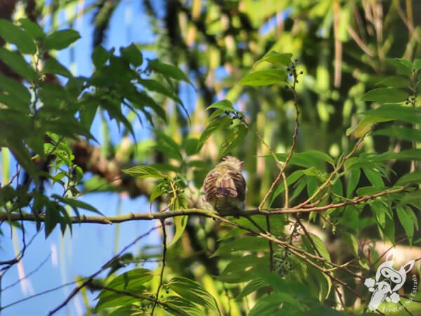 Avistamento de aves no Hotel Passarim | Capão Bonito - São Paulo - Brasil | FredLee Na Estrada