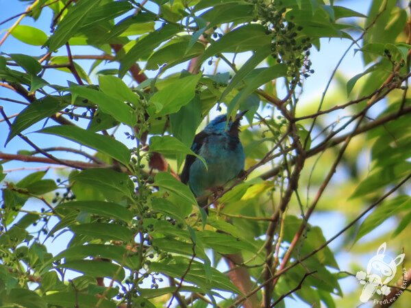 Saí-azul no Hotel Passarim | Capão Bonito - São Paulo - Brasil | FredLee Na Estrada