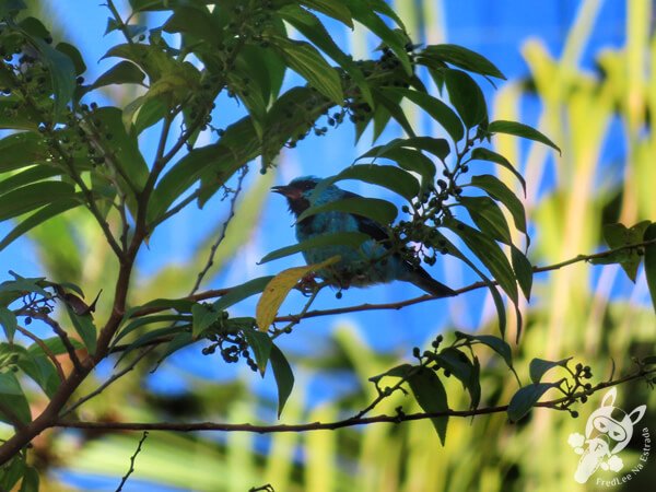 Saí-azul no Hotel Passarim | Capão Bonito - São Paulo - Brasil | FredLee Na Estrada