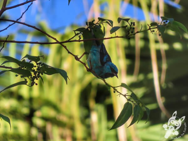Saí-azul no Hotel Passarim | Capão Bonito - São Paulo - Brasil | FredLee Na Estrada
