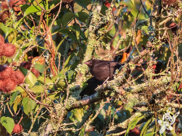 Observação de aves no Hotel Passarim | Capão Bonito - São Paulo - Brasil | FredLee Na Estrada