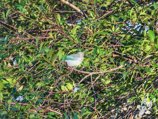 Sanhaço-cinzento no Hotel Passarim | Capão Bonito - São Paulo - Brasil | FredLee Na Estrada