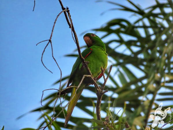 Periquitão (maritaca) no Hotel Passarim | Capão Bonito - São Paulo - Brasil | FredLee Na Estrada