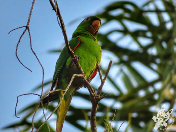 Periquitão (maritaca) no Hotel Passarim | Capão Bonito - São Paulo - Brasil | FredLee Na Estrada