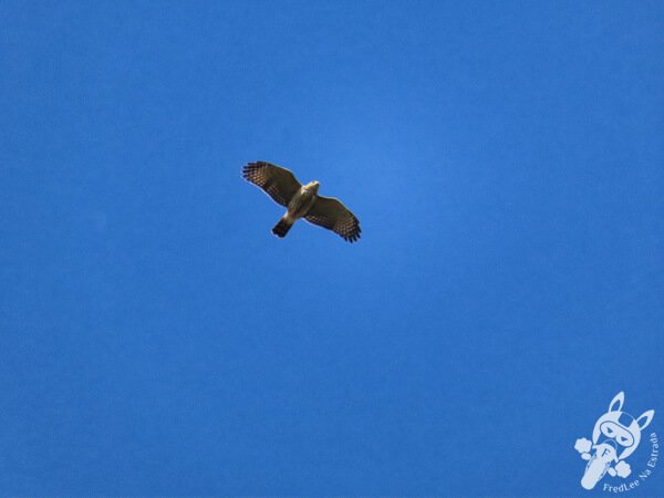 Gavião-carijó no Hotel Passarim | Capão Bonito - São Paulo - Brasil | FredLee Na Estrada