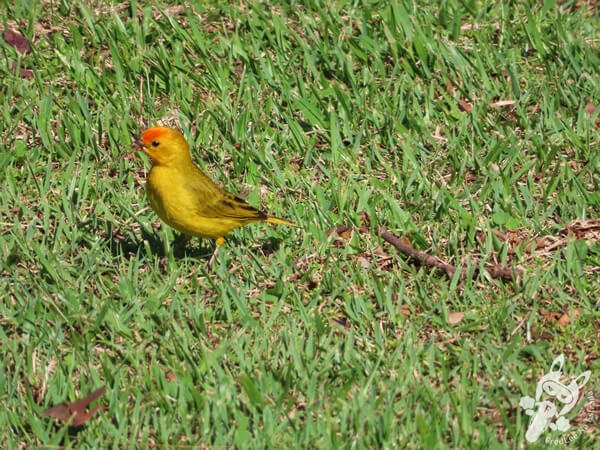 Canário-da-terra no Hotel Passarim | Capão Bonito - São Paulo - Brasil | FredLee Na Estrada