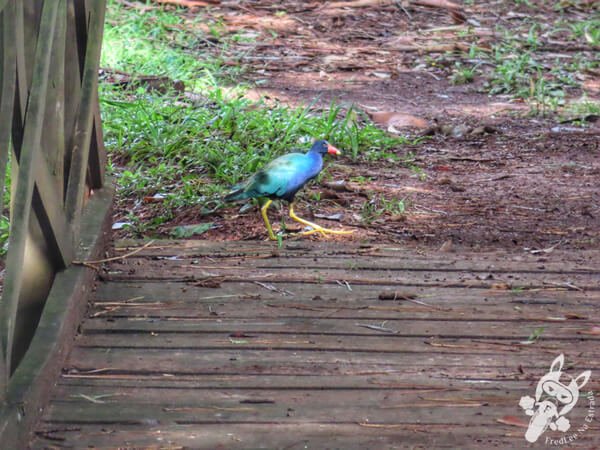 Frango-d’água-azul no Hotel Passarim | Capão Bonito - São Paulo - Brasil | FredLee Na Estrada