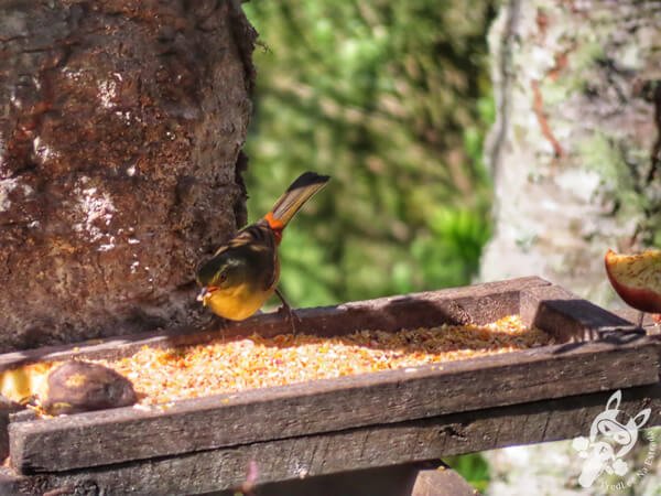 Quete-do-sul no Chalé Refúgio das Águas | Urupema - Santa Catarina - Brasil | FredLee Na Estrada Quete-do-sul no Chalé Refúgio das Águas | Urupema - Santa Catarina - Brasil | FredLee Na Estrada