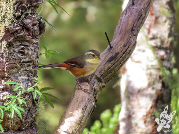 Quete-do-sul no Chalé Refúgio das Águas | Urupema - Santa Catarina - Brasil | FredLee Na Estrada Quete-do-sul no Chalé Refúgio das Águas | Urupema - Santa Catarina - Brasil | FredLee Na Estrada