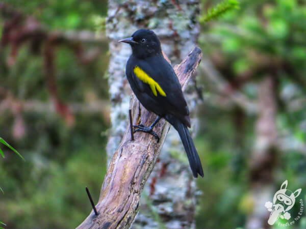 Tecelão no Chalé Refúgio das Águas | Urupema - Santa Catarina - Brasil | FredLee Na Estrada Tecelão no Chalé Refúgio das Águas | Urupema - Santa Catarina - Brasil | FredLee Na Estrada