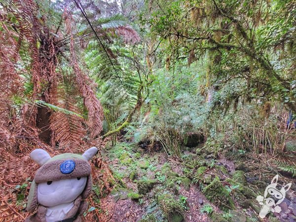 Trilha ecológica no Chalé Refúgio das Águas | Urupema - Santa Catarina - Brasil | FredLee Na Estrada Trilha ecológica no Chalé Refúgio das Águas | Urupema - Santa Catarina - Brasil | FredLee Na Estrada
