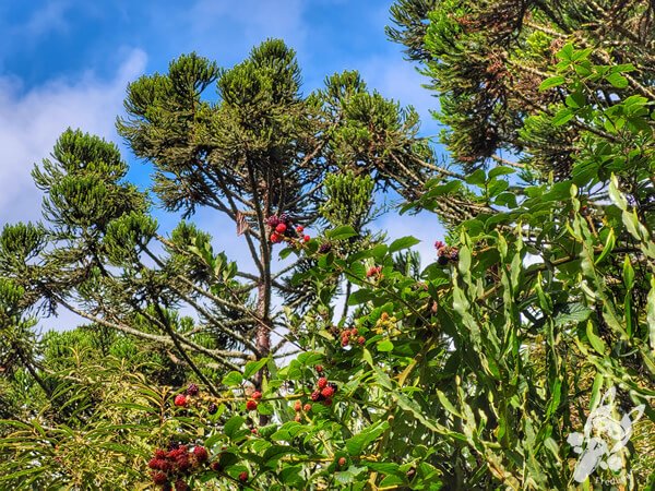 Amoras silvestres no Chalé Refúgio das Águas | Urupema - Santa Catarina - Brasil | FredLee Na Estrada Amoras silvestres no Chalé Refúgio das Águas | Urupema - Santa Catarina - Brasil | FredLee Na Estrada