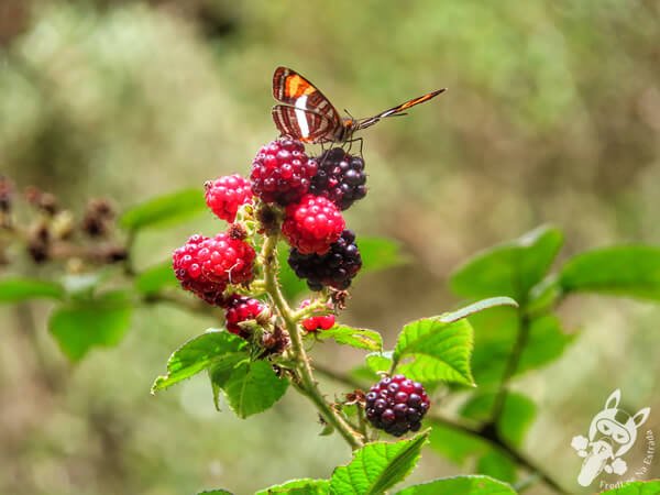 Amoras silvestres no Chalé Refúgio das Águas | Urupema - Santa Catarina - Brasil | FredLee Na Estrada Amoras silvestres no Chalé Refúgio das Águas | Urupema - Santa Catarina - Brasil | FredLee Na Estrada