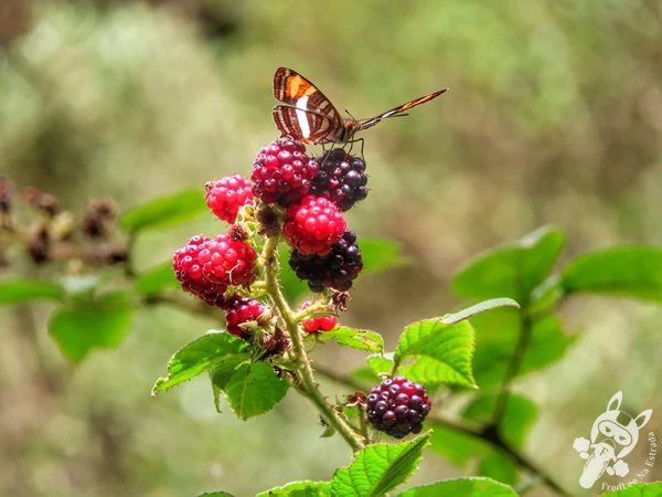 Amoras silvestres no Chalé Refúgio das Águas | Urupema - Santa Catarina - Brasil | FredLee Na Estrada Amoras silvestres no Chalé Refúgio das Águas | Urupema - Santa Catarina - Brasil | FredLee Na Estrada