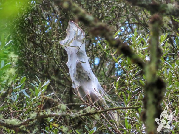 Ninhos de lagartas | Urupema - Santa Catarina - Brasil | FredLee Na Estrada Ninhos de lagartas | Urupema - Santa Catarina - Brasil | FredLee Na Estrada