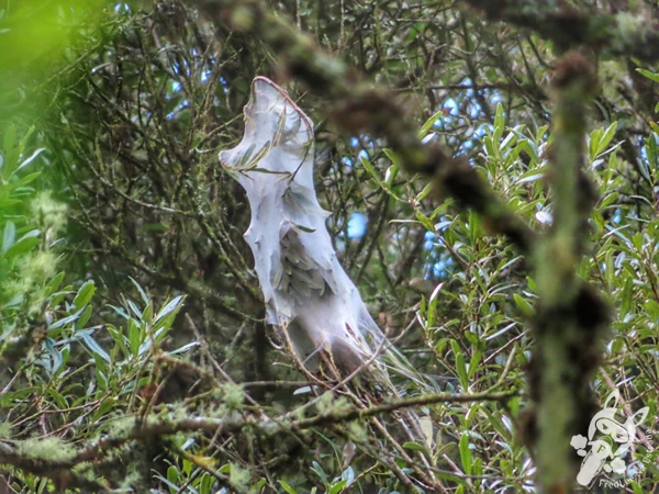 Ninhos de lagartas | Urupema - Santa Catarina - Brasil | FredLee Na Estrada Ninhos de lagartas | Urupema - Santa Catarina - Brasil | FredLee Na Estrada
