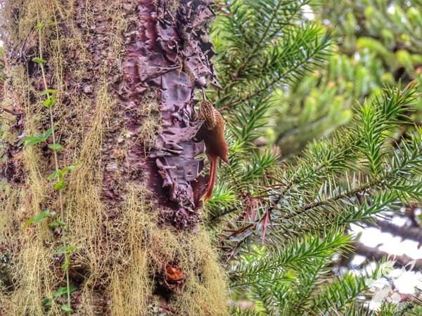Arapaçu-escamoso-do-sul | Urupema - Santa Catarina - Brasil | FredLee Na Estrada Arapaçu-escamoso-do-sul | Urupema - Santa Catarina - Brasil | FredLee Na Estrada