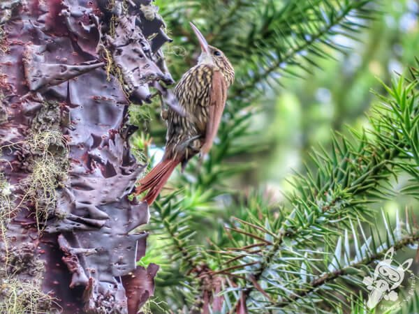 Arapaçu-escamoso-do-sul | Urupema - Santa Catarina - Brasil | FredLee Na Estrada Arapaçu-escamoso-do-sul | Urupema - Santa Catarina - Brasil | FredLee Na Estrada
