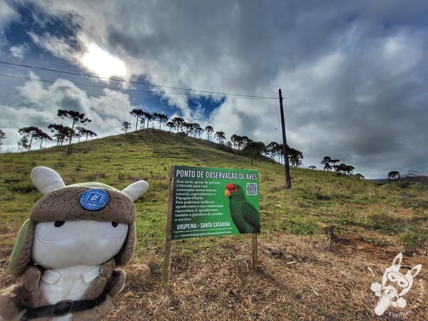 Mirante de Observação de Aves - Ponto de Observação dos Papagaios-Charão | Urupema - Santa Catarina - Brasil | FredLee Na Estrada Mirante de Observação de Aves - Ponto de Observação dos Papagaios-Charão | Urupema - Santa Catarina - Brasil | FredLee Na Estrada