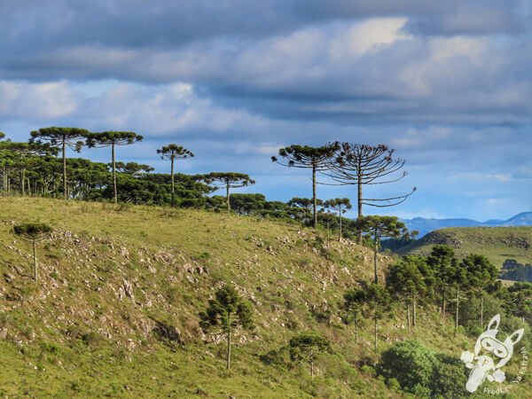 Mirante de Observação de Aves - Ponto de Observação dos Papagaios-Charão | Urupema - Santa Catarina - Brasil | FredLee Na Estrada Mirante de Observação de Aves - Ponto de Observação dos Papagaios-Charão | Urupema - Santa Catarina - Brasil | FredLee Na Estrada