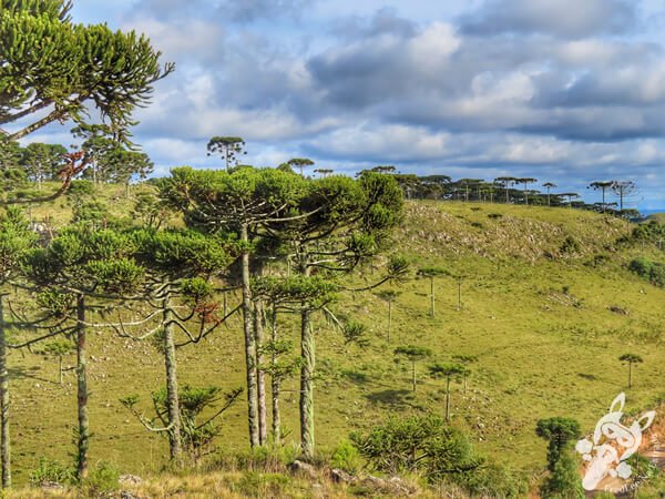 Mirante de Observação de Aves - Ponto de Observação dos Papagaios-Charão | Urupema - Santa Catarina - Brasil | FredLee Na Estrada Mirante de Observação de Aves - Ponto de Observação dos Papagaios-Charão | Urupema - Santa Catarina - Brasil | FredLee Na Estrada