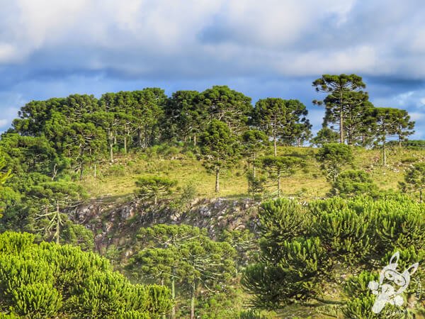 Mirante de Observação de Aves - Ponto de Observação dos Papagaios-Charão | Urupema - Santa Catarina - Brasil | FredLee Na Estrada Mirante de Observação de Aves - Ponto de Observação dos Papagaios-Charão | Urupema - Santa Catarina - Brasil | FredLee Na Estrada