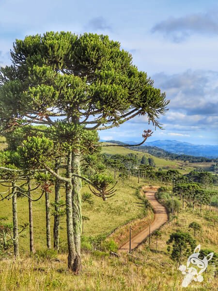 Mirante de Observação de Aves - Ponto de Observação dos Papagaios-Charão | Urupema - Santa Catarina - Brasil | FredLee Na Estrada Mirante de Observação de Aves - Ponto de Observação dos Papagaios-Charão | Urupema - Santa Catarina - Brasil | FredLee Na Estrada